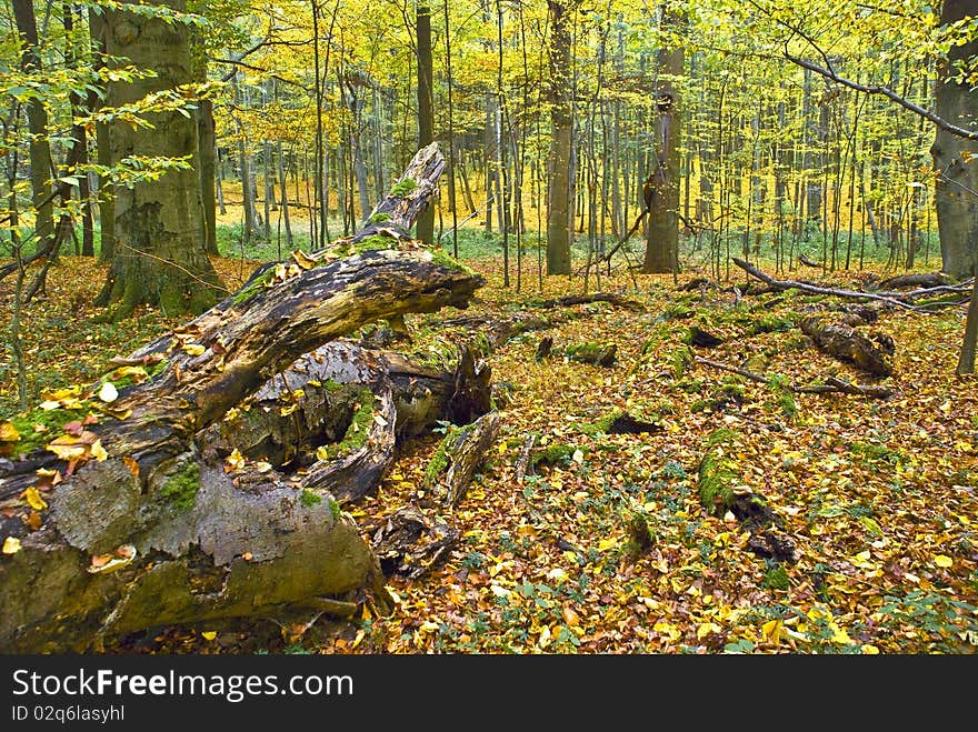 Lying tree in a hornbeam forest in fall