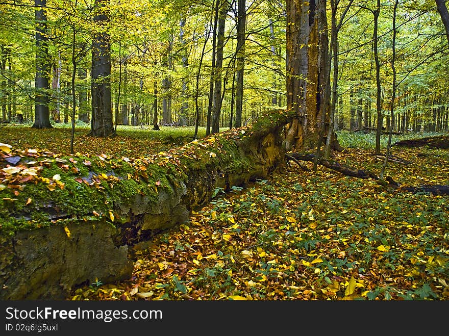 Lying tree in a hornbeam forest