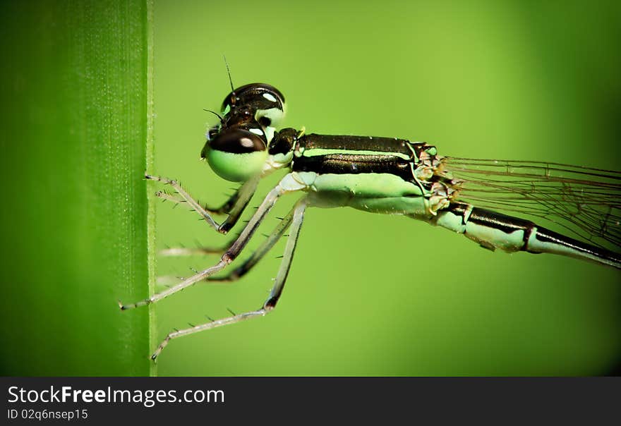 A closed up image on dragonfly hanging on a leaf. Detailed structure of dragonfly is presented together with a green colour background leads us into the world of nature. A closed up image on dragonfly hanging on a leaf. Detailed structure of dragonfly is presented together with a green colour background leads us into the world of nature.