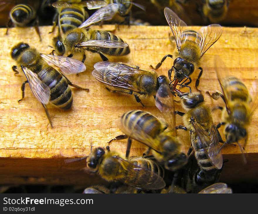 In the summer the bees from the hive rise up and speak their language. In the summer the bees from the hive rise up and speak their language.