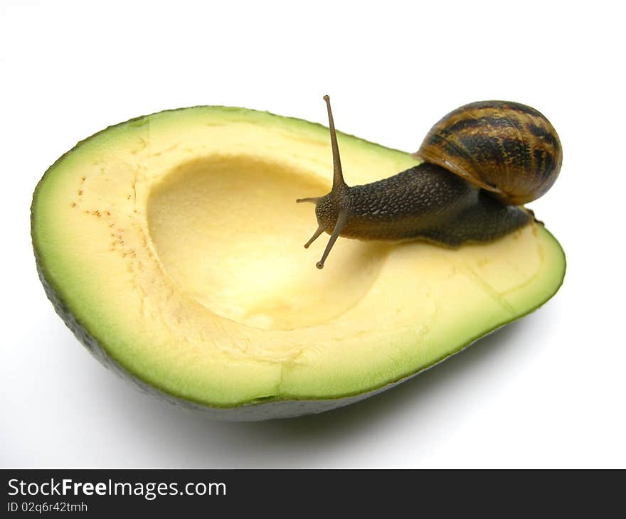 Snail On Avocado