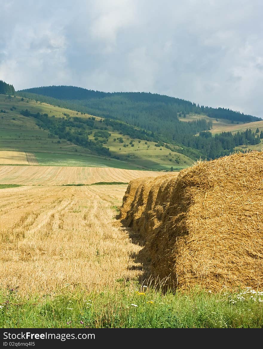 Straw stacks on the meadow after harvesting