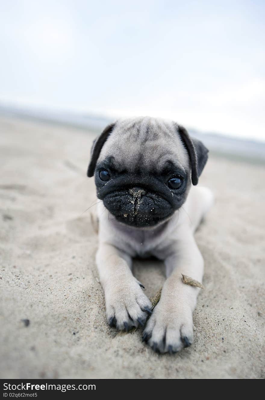 Cute pug puppy ready for playing. Cute pug puppy ready for playing