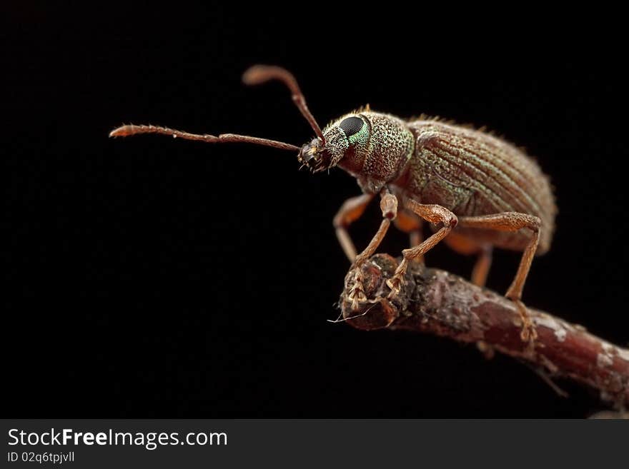 A weevil standing over stick and get ready to fly. A weevil standing over stick and get ready to fly