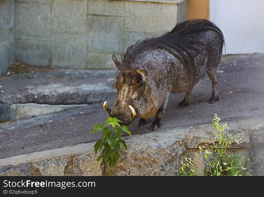 Wart hog in zoo - Phacochoerus africanus