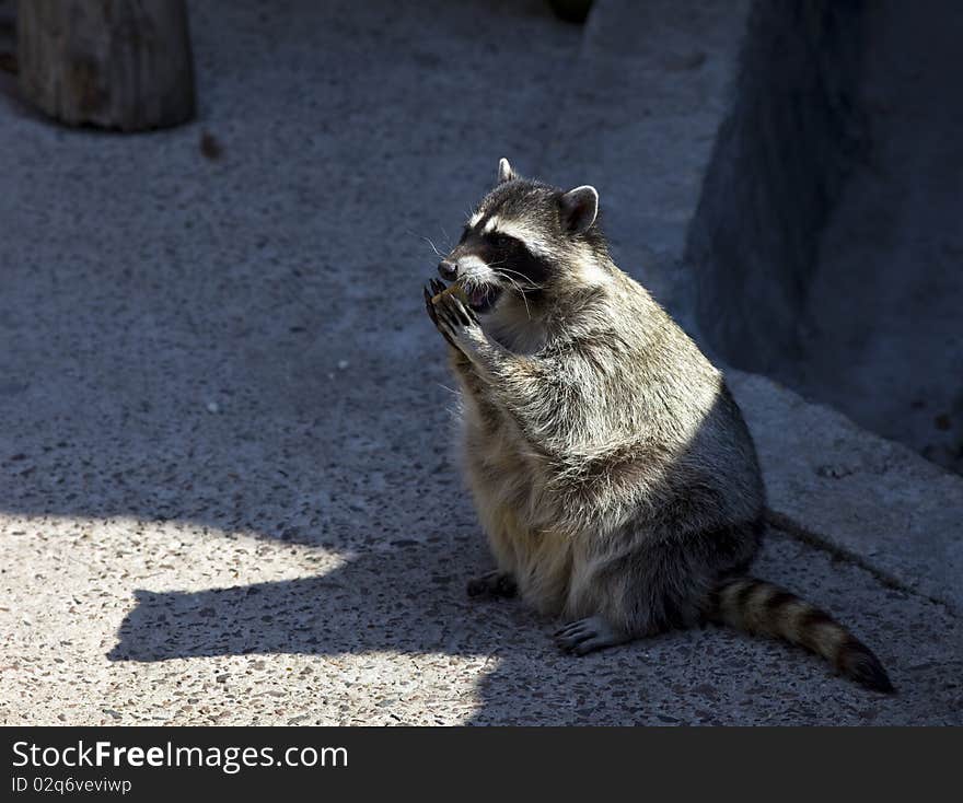 Raccoon in zoo eat cookie