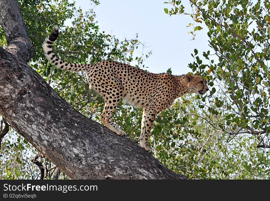 A male Cheetah in the Kruger Park, South Africa.