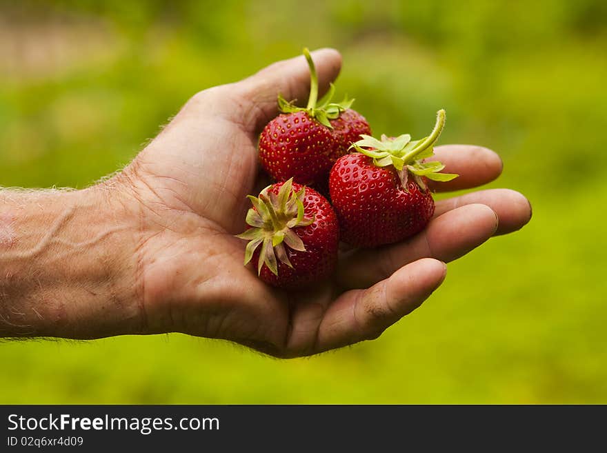 Harvest strawberries