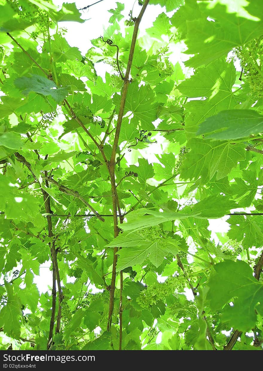 Green unripe grapevine background with grapes