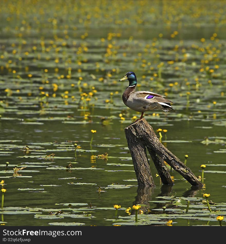 Mallard On Trunk