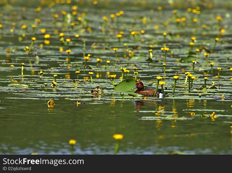 Ferruginous duck on flowery pond