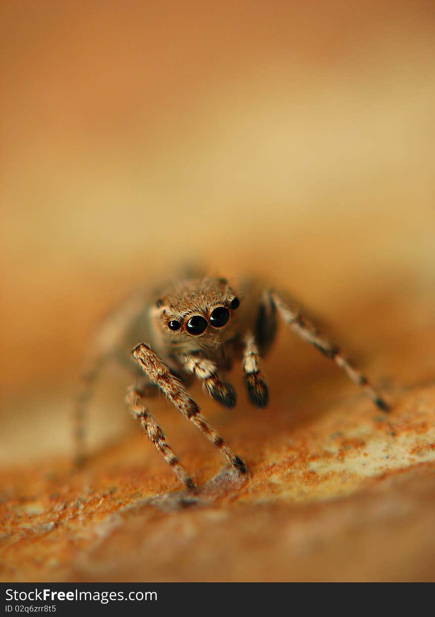 Portrait of a spider on an orange background of the wall