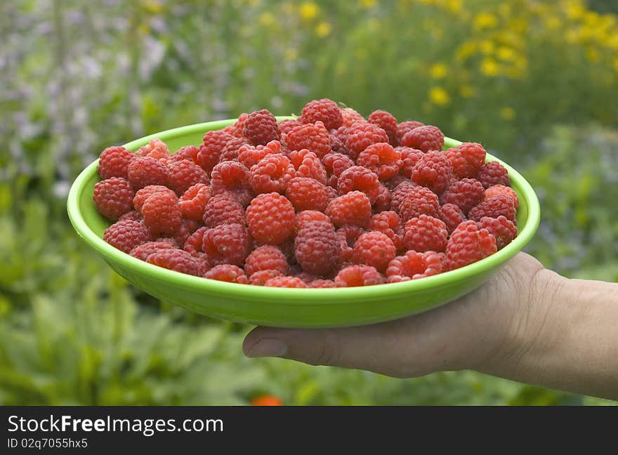 Picking ripe raspberries