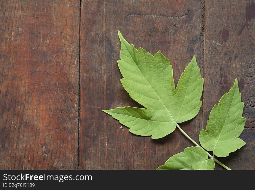 Leaves On Wooden Background