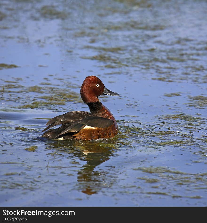 Ferruginous duck on a blue lake. Ferruginous duck on a blue lake