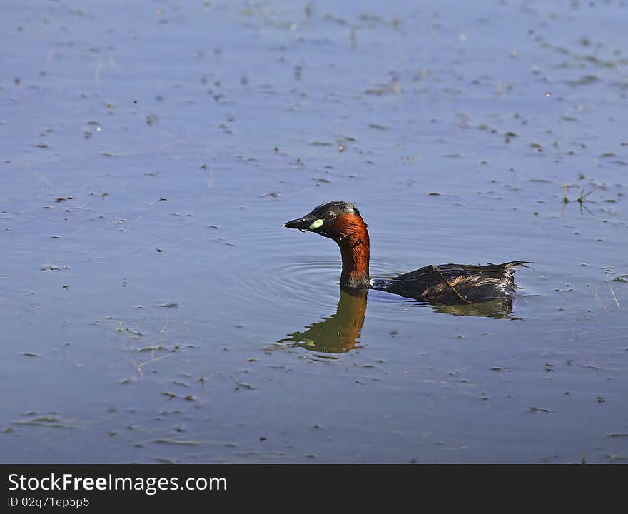 Little grebe on a blue lake, after immersion. Little grebe on a blue lake, after immersion