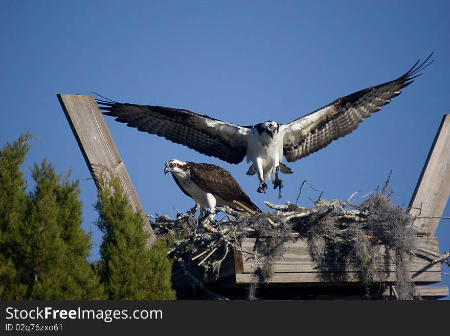 Ospreys In Nest