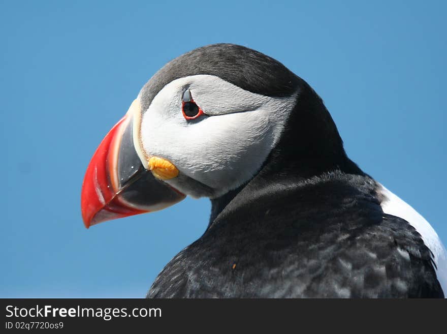 Atlantic puffin looking to the side