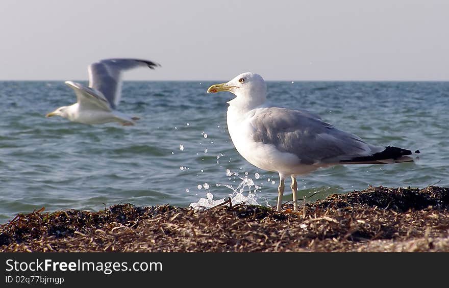 Seagull