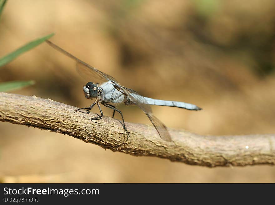 A blue dragonfly insect reasting on a wooden branch. The Black-tailed Skimmer male, Orthetrum cancellatum.