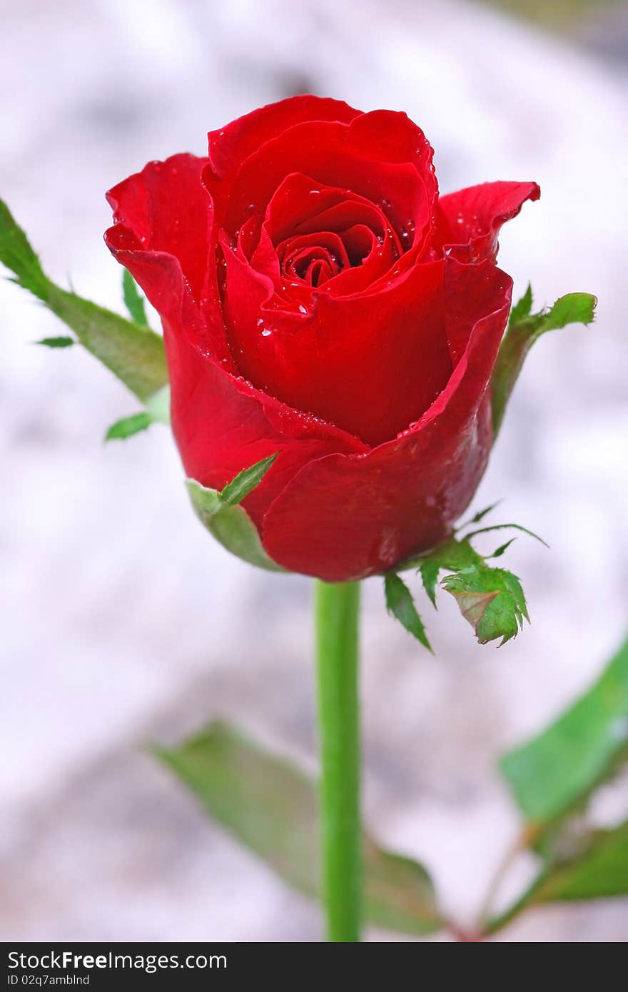 Red rose isolated on white background.