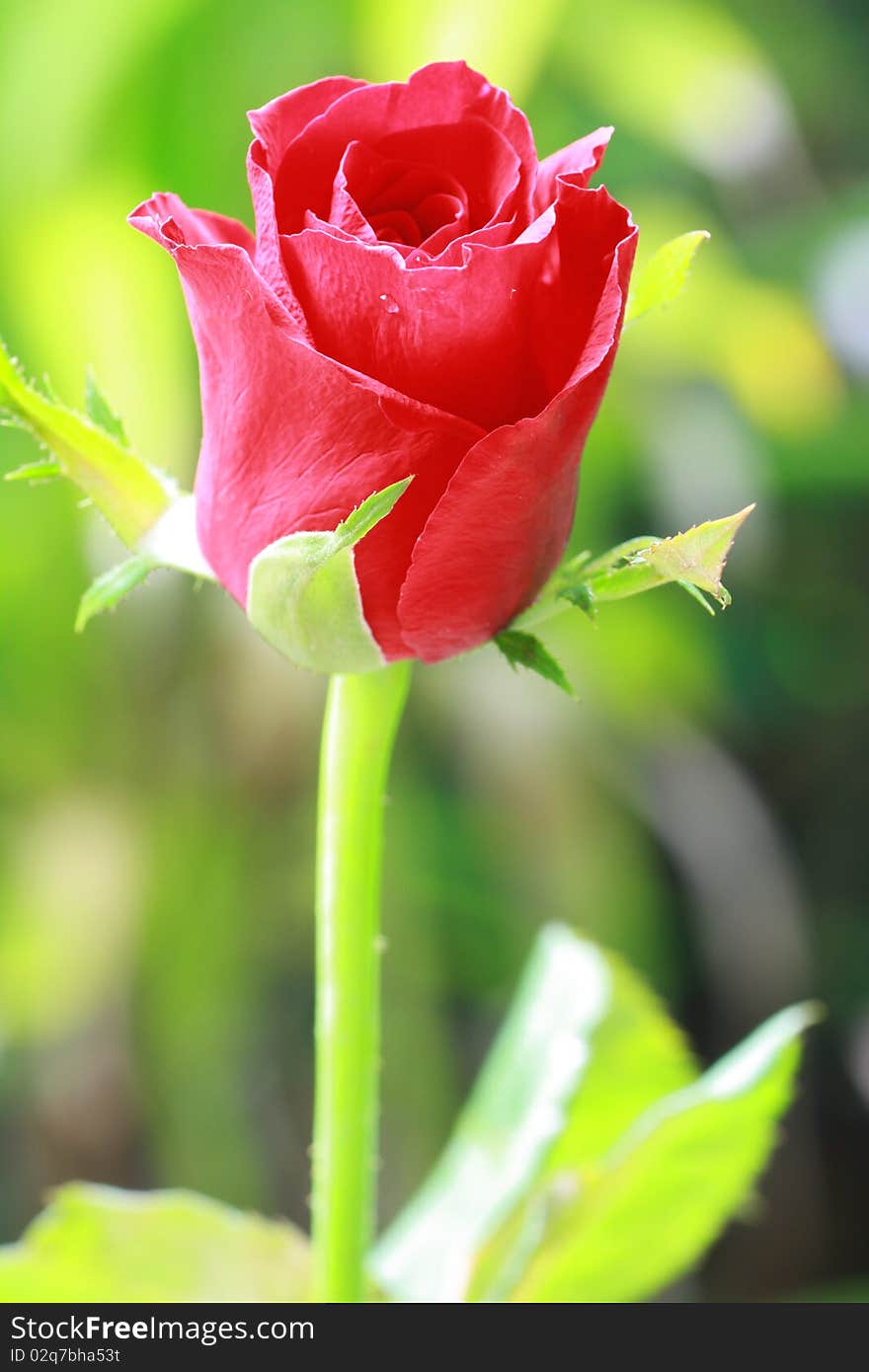 Red rose isolated on background.