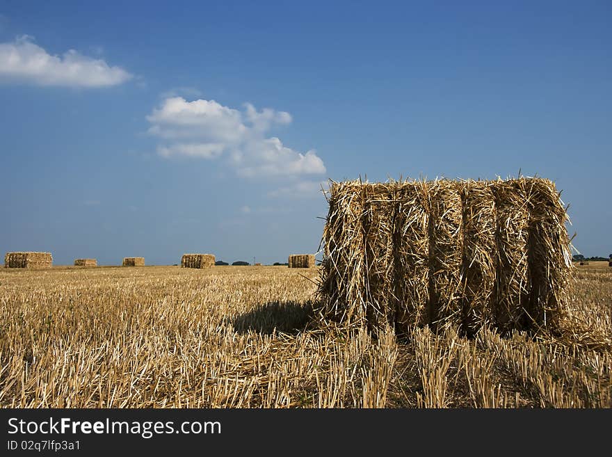 Wheat field after harvest on a beautifull day. Wheat field after harvest on a beautifull day.