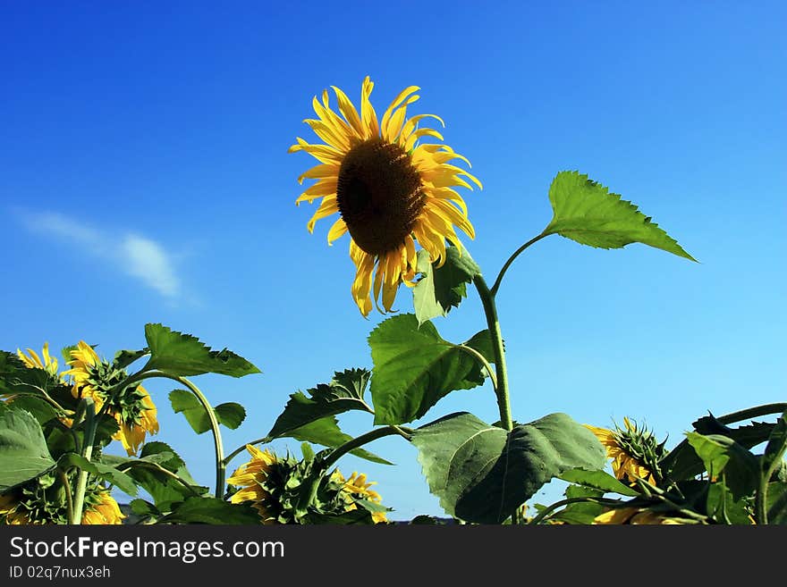 Sunflower rising from the field