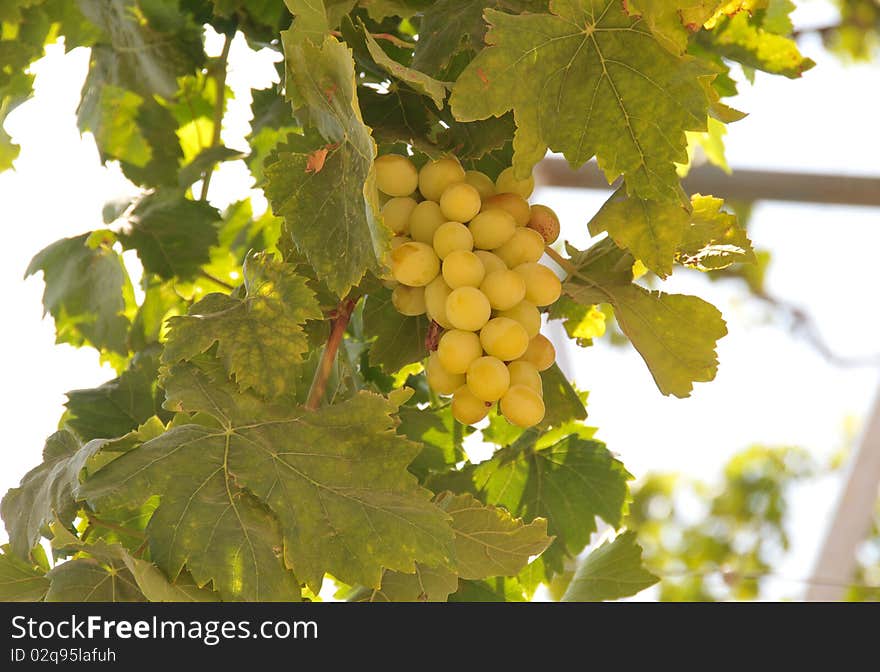 Close-up view of ripe grape bunches in a vineyard. Close-up view of ripe grape bunches in a vineyard.