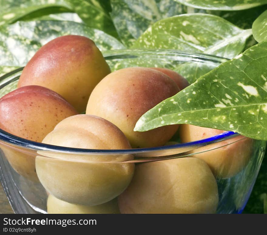 Close up of apricots