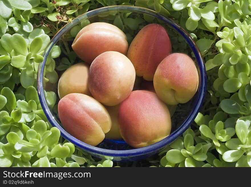 fresh apricots