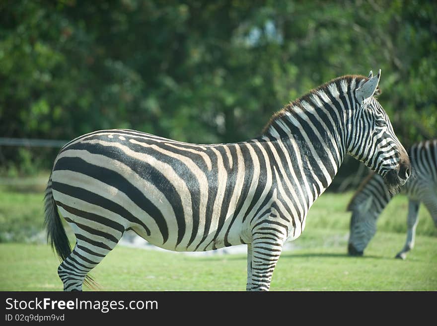 Zebras standing and eating outdoors in the green grass