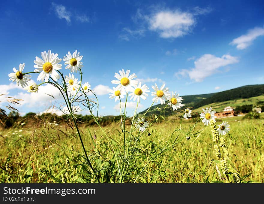 Sunny summer landscape