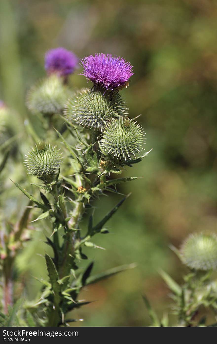 Purple thistle flower growing wild with unopened buds against a background field of green and brown grass. Purple thistle flower growing wild with unopened buds against a background field of green and brown grass.