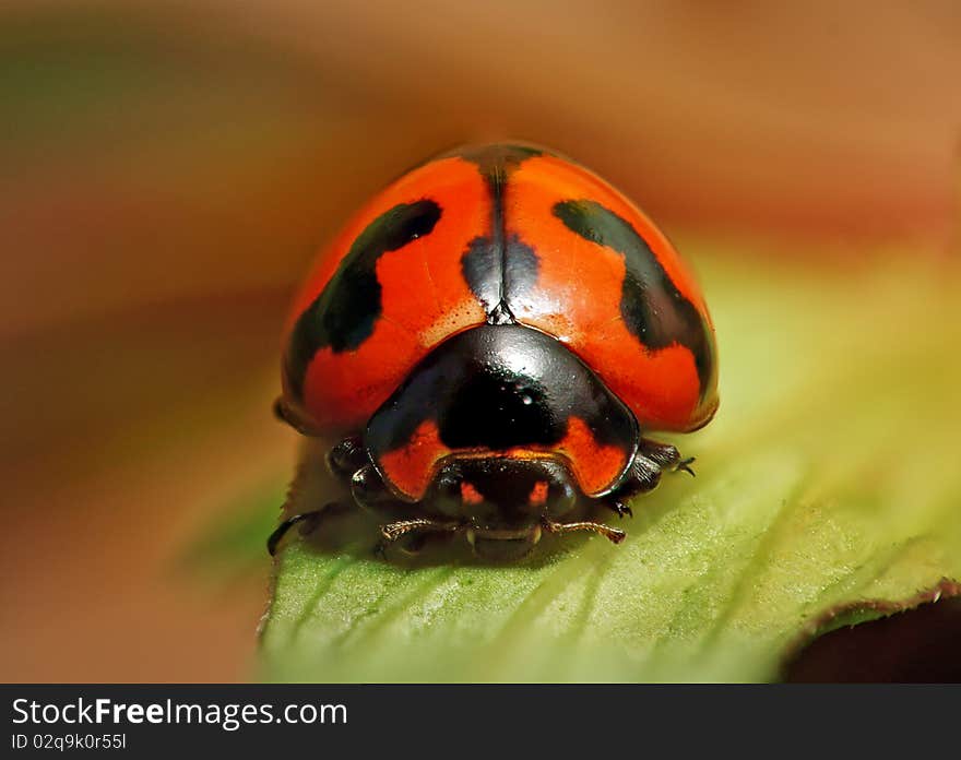 Revealing to true side of ladybird.