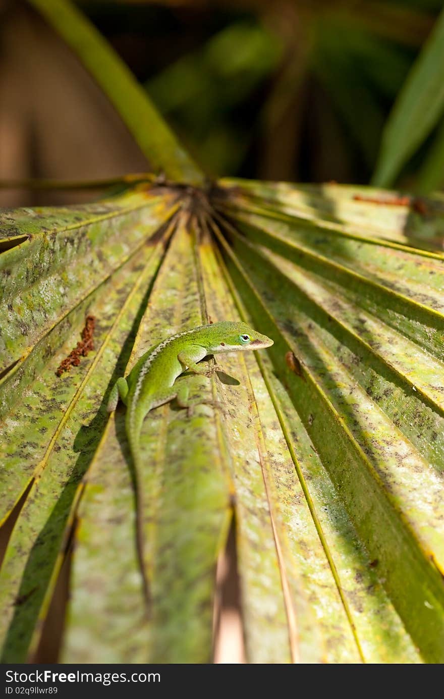 Anole on Palmetto