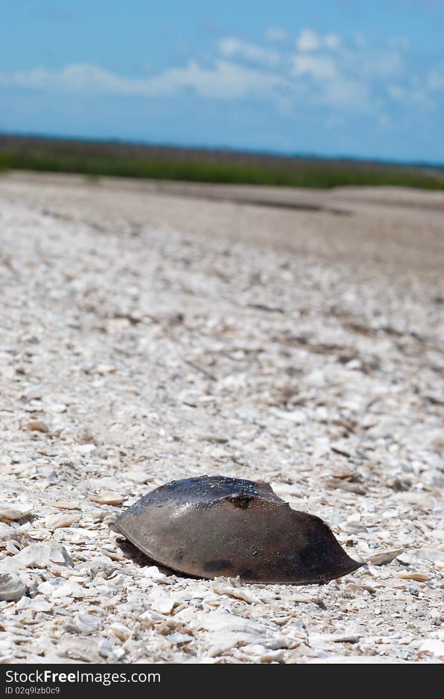 Dead Horseshoe crab washed up on a beach. Dead Horseshoe crab washed up on a beach.