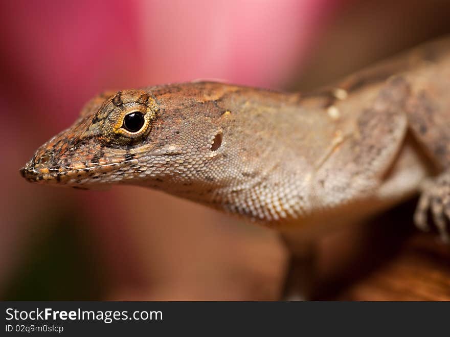 Smiling Gray Lizard