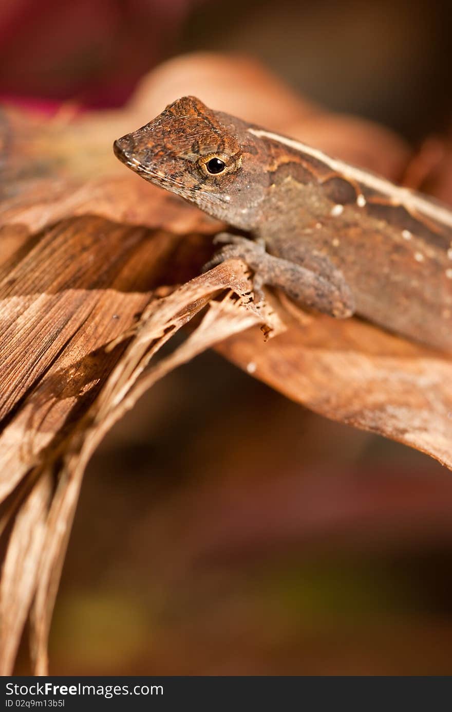 Smiling Gray Lizard