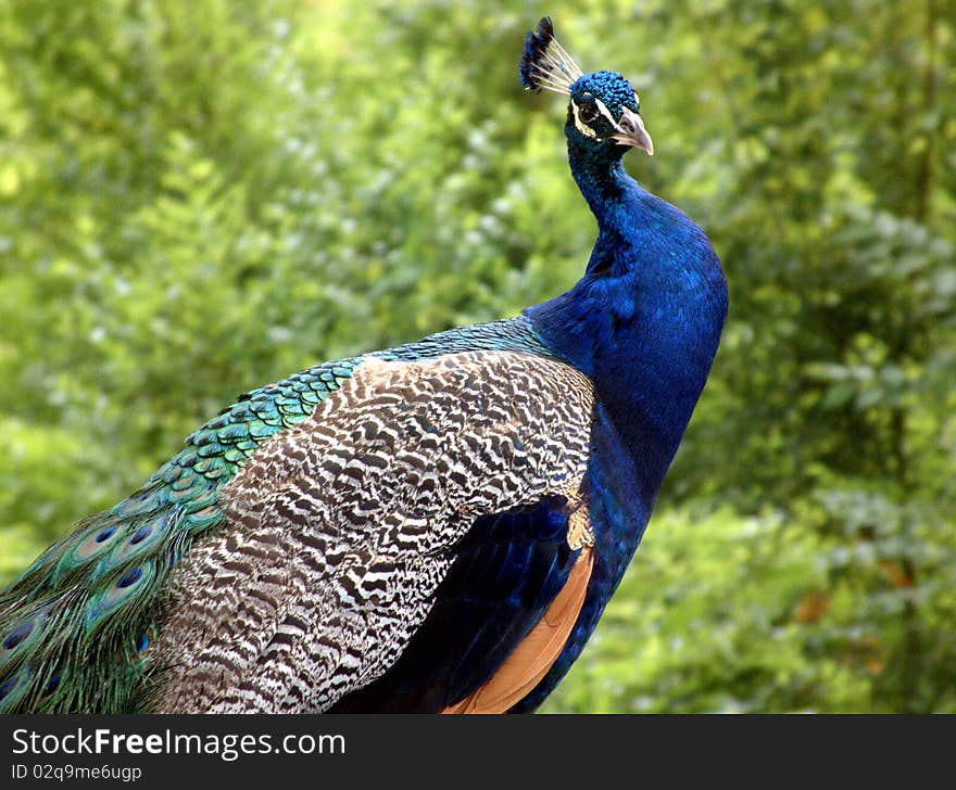 A very colorful and beautiful bird. A very colorful and beautiful bird.