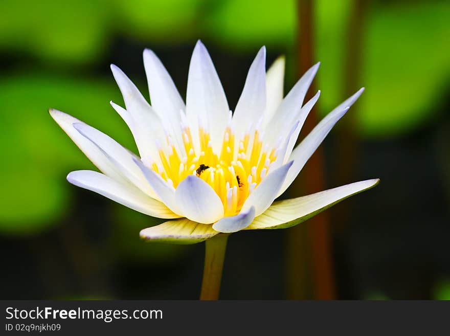 A white lotus is a symboy of Buddhism