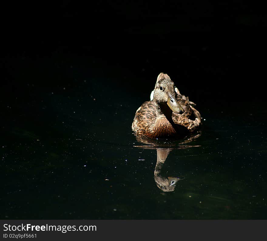 Duck Floating On Darkness