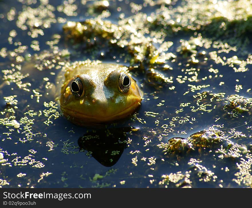 Frog In The Pond