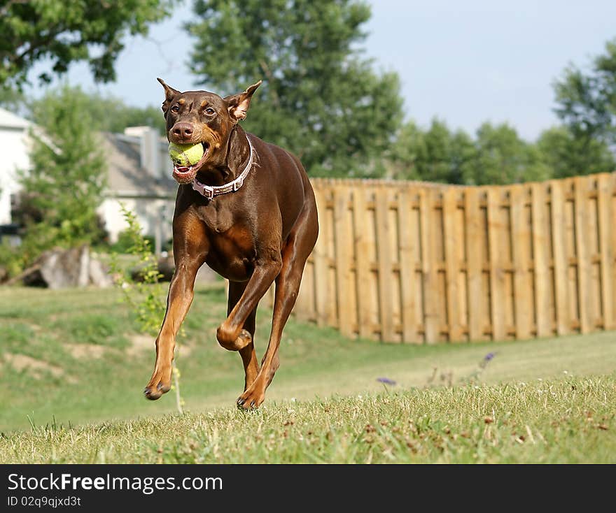 A female Doberman Pinscher running at the viewer while playing ball. A female Doberman Pinscher running at the viewer while playing ball.