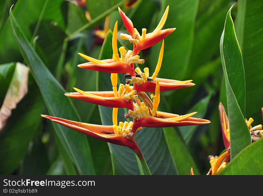 Heliconia Psittacorum also called Lady Di Heliconia. Heliconia Psittacorum also called Lady Di Heliconia.