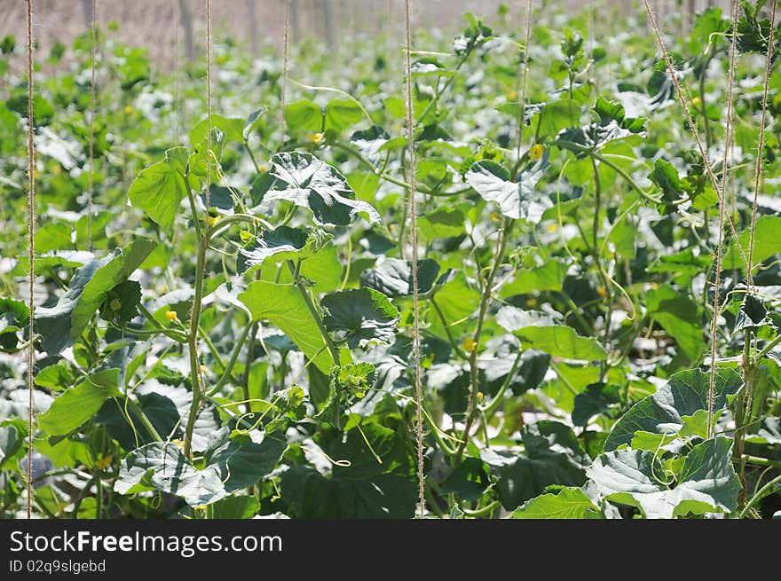 Melon field