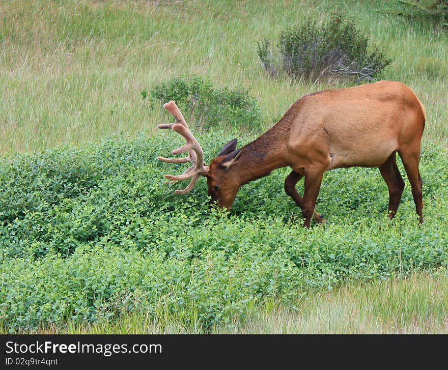 Elk Grazing