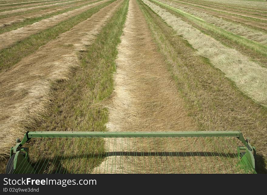 Harvesting rows of grass.