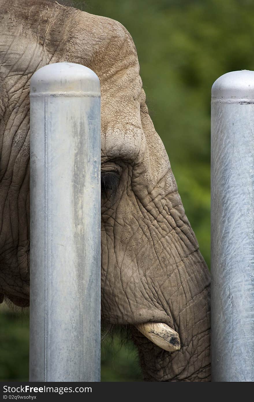 A sad elephant behind bars