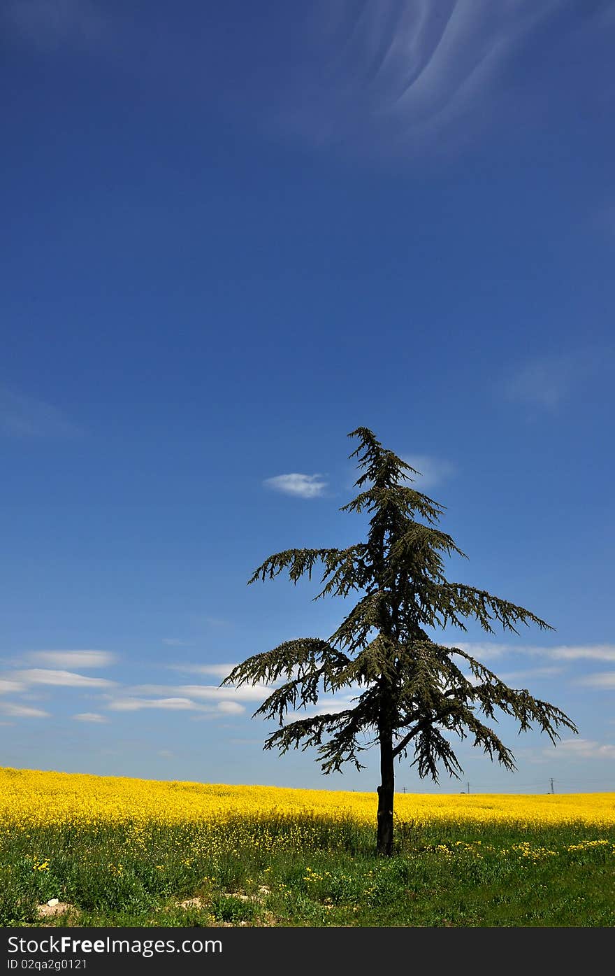 Canola field